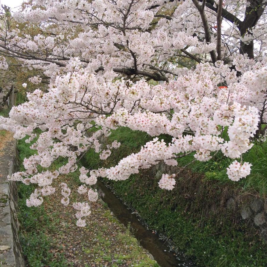 Sanzen Ya Kyoto さんぜんやきょうと- Cozy Art Space For Lover Of Travel - Quioto Exterior foto